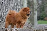 CHOW CHOW 778